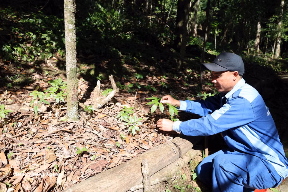 Ngoc Linh ginseng plants grow naturally beneath the forest canopy at the Tra Linh medicinal plant area. (Photo: VNA)