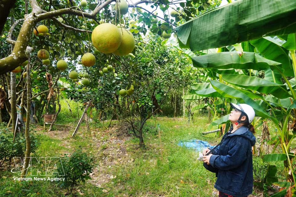 Thanh tra pomelo grower in Thuy Xuan ward, Hue city, checks the fruit ahead of the 2026 peak harvest. (Photo: Nguyen Ly/VNA)