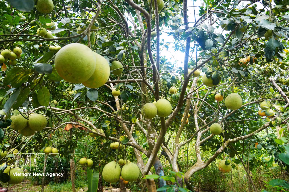 Thanh tra pomelos, a speciality of Thuy Xuan ward, Hue city, are in peak season, characterised by their thin, smooth skins turning yellow. (Photo: Nguyen Ly/VNA)