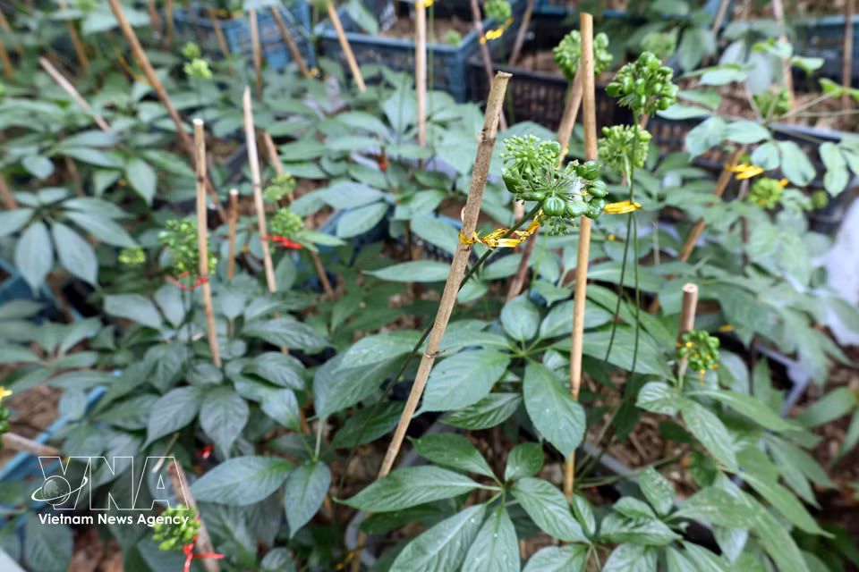 Ginseng plants heavy with berries are approaching the harvest season. (Photo: VNA)