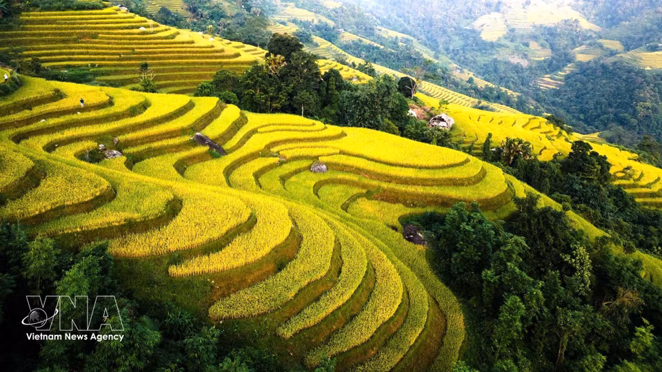 Ripening rice fields stretching from the slopes down into the valley. (Photo: Minh Tam/VNA)