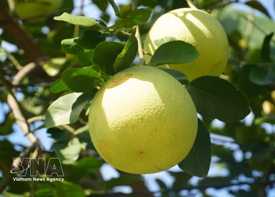 Thanh tra pomelos, a speciality of Thuy Xuan ward, Hue city, are in peak season, characterised by their thin, smooth skins turning yellow. (Photo: Nguyen Ly/VNA)