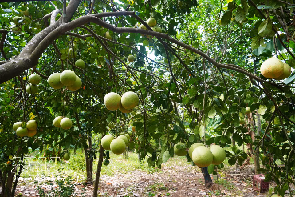 Thanh tra pomelo orchard in Thuy Xuan ward, Hue city, produces a high yield during the peak harvest season. (Photo: Nguyen Ly/VNA)