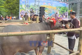 Buffalo-soul ritual keeps tradition alive in Lai Chau