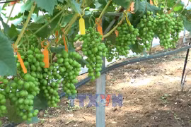 Dien Bien promotes science and technology in agricultural production