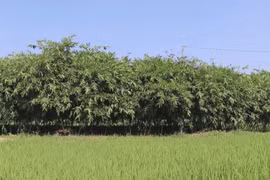 New crop opens up new livelihoods for local farmers