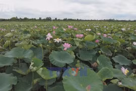 Dong Thap adds value to lotus industry
