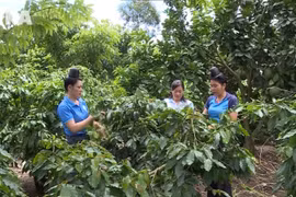 Ethnic minority women rise through livelihoods
