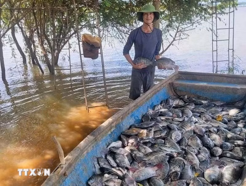 Harvesting cage-farmed tilapia (Photo: VNA) 