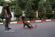Service dogs strengthen security at major events