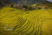 Golden rice fields in Chieng Sinh valley