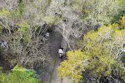 Hue’s primeval mangrove forest in autumn