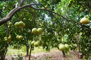 Thanh Tra pomelo enters peak harvest season in Hue