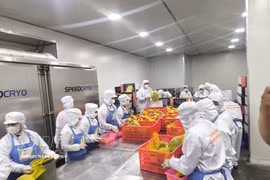 Workers process fruit for export at the Chanh Thu factory in Cho Lach commune, Vinh Long province. (Photo: VNA) 