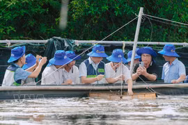 Green, low-emission and climate-resilient shrimp farming models are attracting growing interest from farmers and businesses. (Photo: VNA)