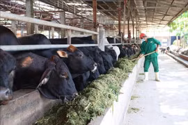 All new farms are required to implement modern technologies, including automated systems for lighting, temperature, and feeding. (Photo: VNA)