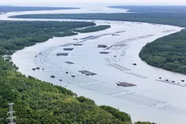Can Gio Island Mangrove Forest (Photo: VNA)