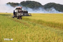 Harvesting rice (Photo: VNA)