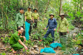 The release of endangered and rare wild animals is supervised by relevant agencies. (Photo published by VNA)