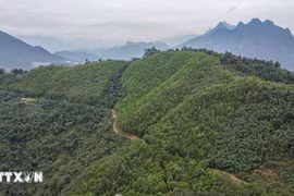The World Bank agrees to purchase an additional 1 million tonnes of CO2 as excess greenhouse gas emission reductions in the north-central region. (Photo: VNA)