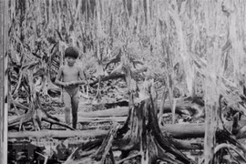 Agent Orange/dioxin sprayed by the US military in southern Vietnam destroys the environment and crops, leaving consequences that persist to this day. (File photo: VNA)