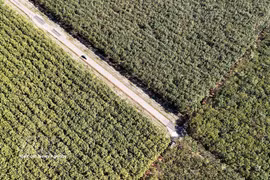 A rubber plantation of Dau Tieng Rubber One-Member Co., Ltd. in Thanh An commune, Ho Chi Minh City, enters the harvesting season. (Photo: VNA)