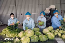 Packaging vegetables produced under the VietGap process at Van Duc Agricultural Cooperative, Hanoi. (Photo: VNA) 