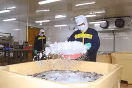 A seafood enterprise in Ca Mau province applies advanced technology to shrimp farming to improve productivity and quality. (Photo: VNA)