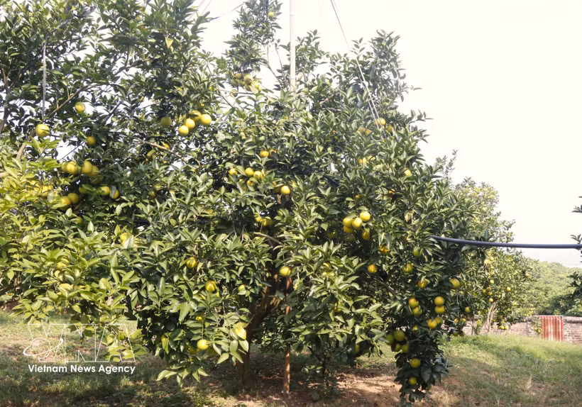 At an orchard in Bac Ninh city (Photo: VNA)