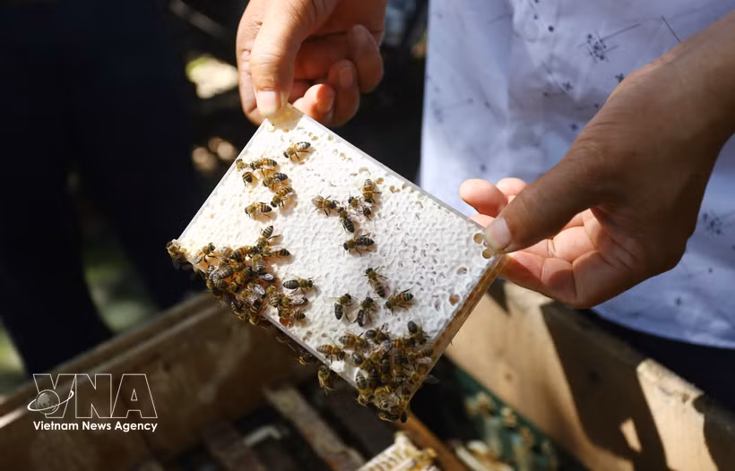 Comb honey produced using Le Loc Quan’s interlocking-frame technique is well regarded for its quality and popular in the Korean market (Photo: VNA) 