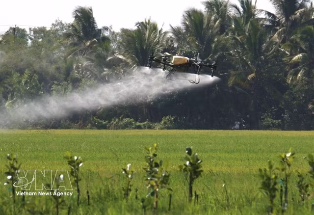 A drone used to apply fertiliser to rice fields in Can Tho city (Photo: VNA)