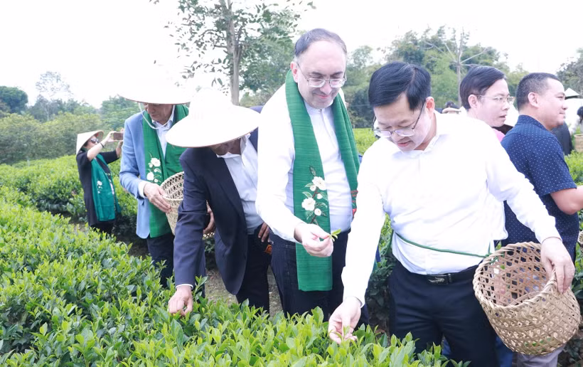 Foreign diplomats experience tea picking at the Tien Yen Tea and Community-Based Tourism Cooperative on October 30, 2026. (Photo: thainguyen.gov.vn)