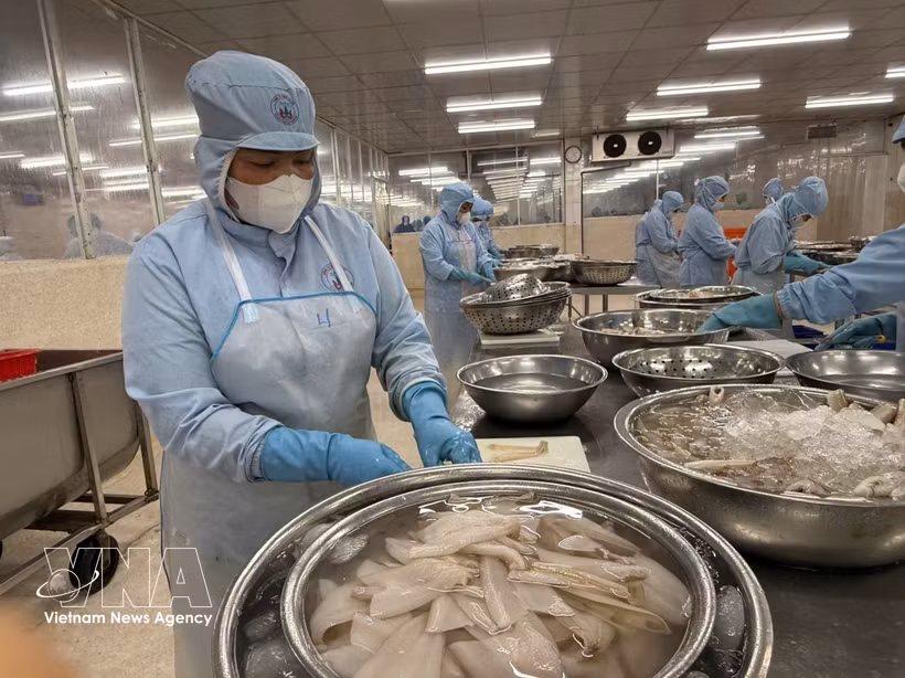 Fish processing for export to Japan (Photo: VNA)