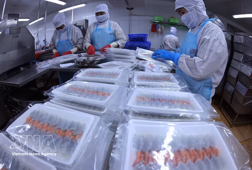 Workers pack shrimp for export at a factory of Minh Phu Seafood Corporation in Ly Van Lam ward, Ca Mau province. (Photo: VNA)
