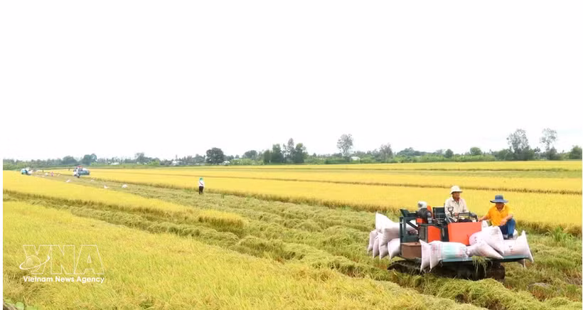 Harvesting high-quality rice in Can Tho city (Photo: VNA) 