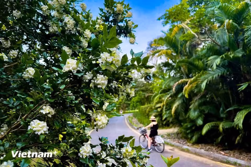 The three most common forms grown today are the large-leaved, the small-leaved, and the small-leaved with a twisted trunk (Photo: VietnamPlus)