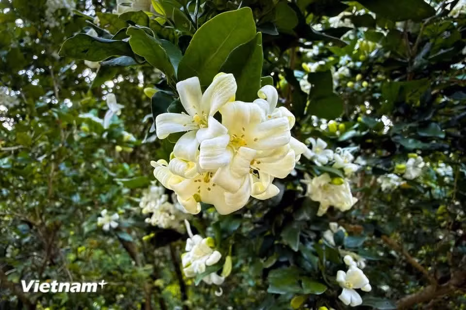 At the centre are 10 stamens and a pistil with a rounded stigma (Photo: