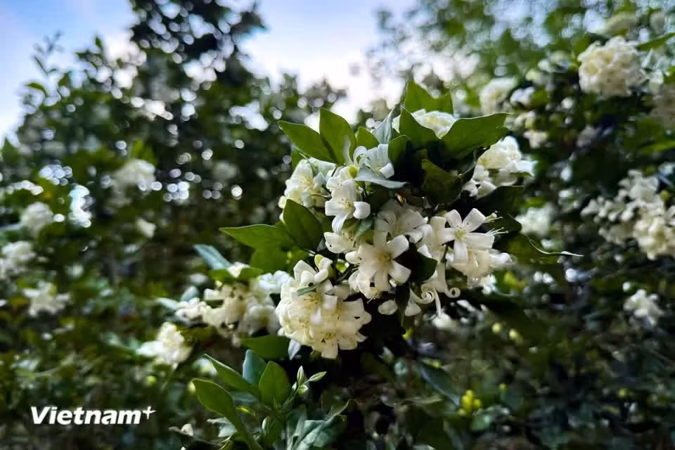 Each flower has five small green sepals and five white petals, and it is the petals that curve backward (Photo: VietnamPlus)