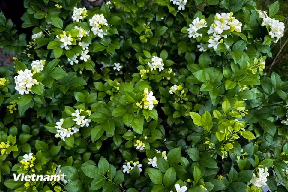 The leaves are pinnate and grow alternately along the stems, each with glossy, dark green, elliptical leaflets (Photo: VietnamPlus)
