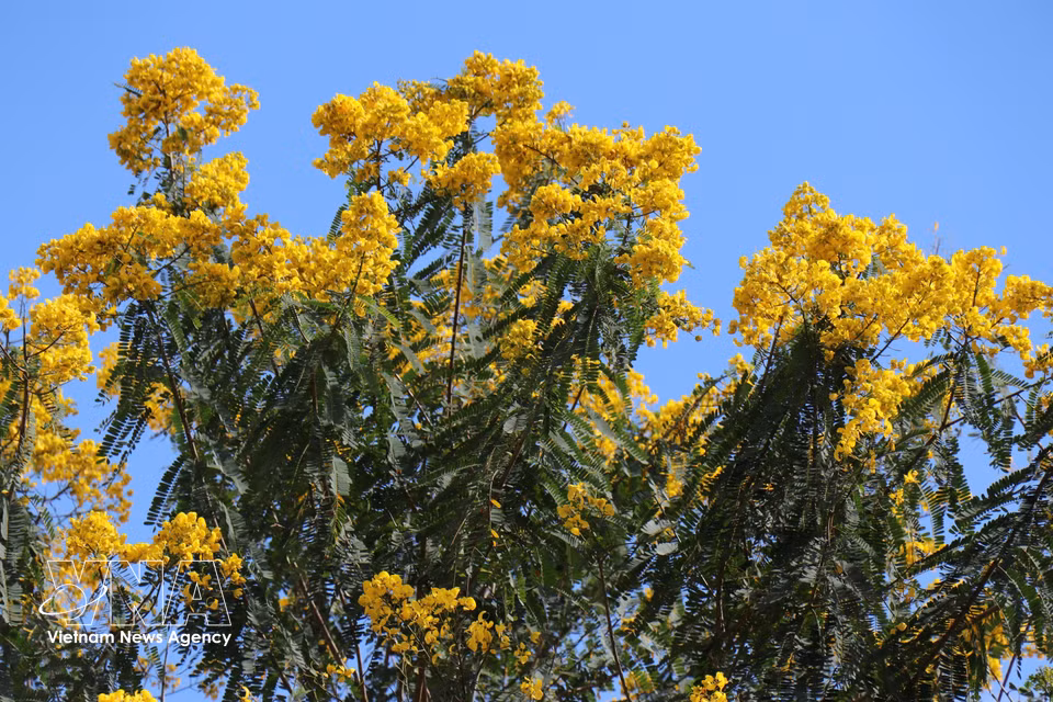 Golden flamboyant trees are in full bloom around Dak R’Tih suspension bridge in Nam Gia Nghia ward, Lam Dong province. (Photo: VNA)