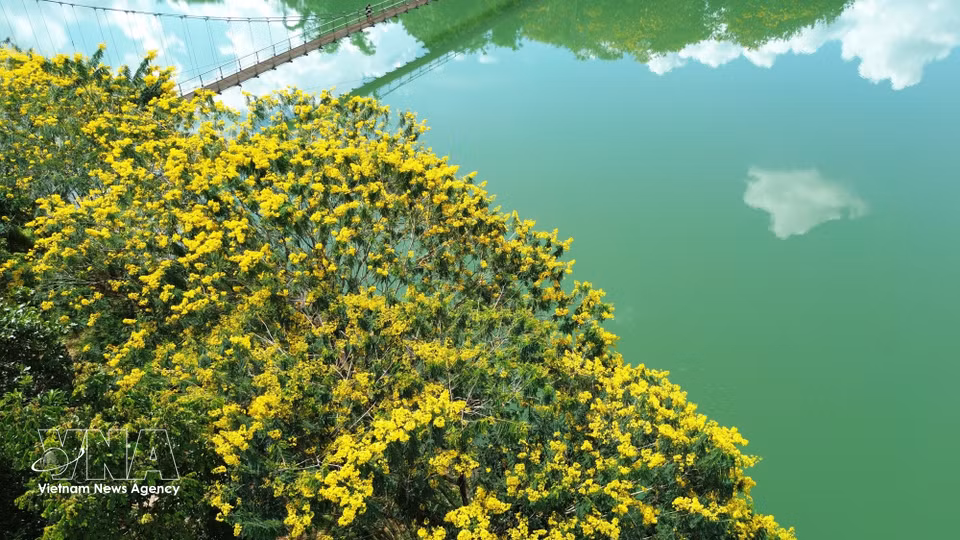 The bright yellow blossoms stand out against the waters of Dak R’Tih reservoir in Nam Gia Nghia ward, Lam Dong province. (Photo: VNA)