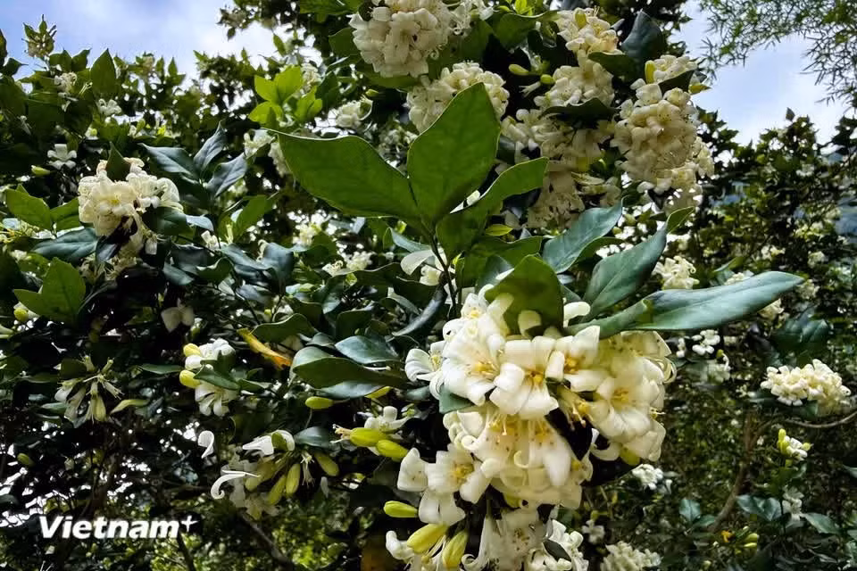 Growing orange jasmine indoors is believed to bring peace and good fortune, and symbolises the hope that children and grandchildren will achieve academic and professional success (Photo: VietnamPlus)