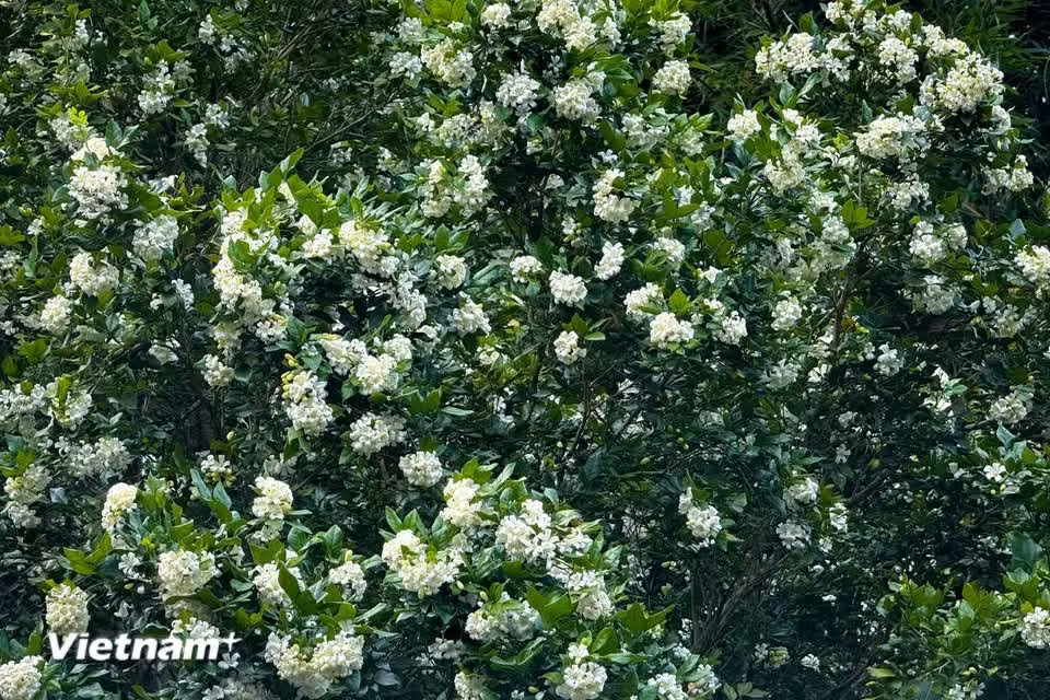 It is also grown as a bonsai plant to decorate desks and study tables (Photo: VietnamPlus)