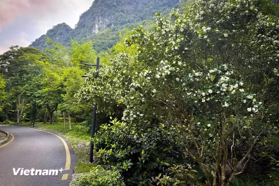 The tree belongs to the Rutaceae family and is native to South Asia, Southeast Asia and Australia (Photo: VietnamPlus)