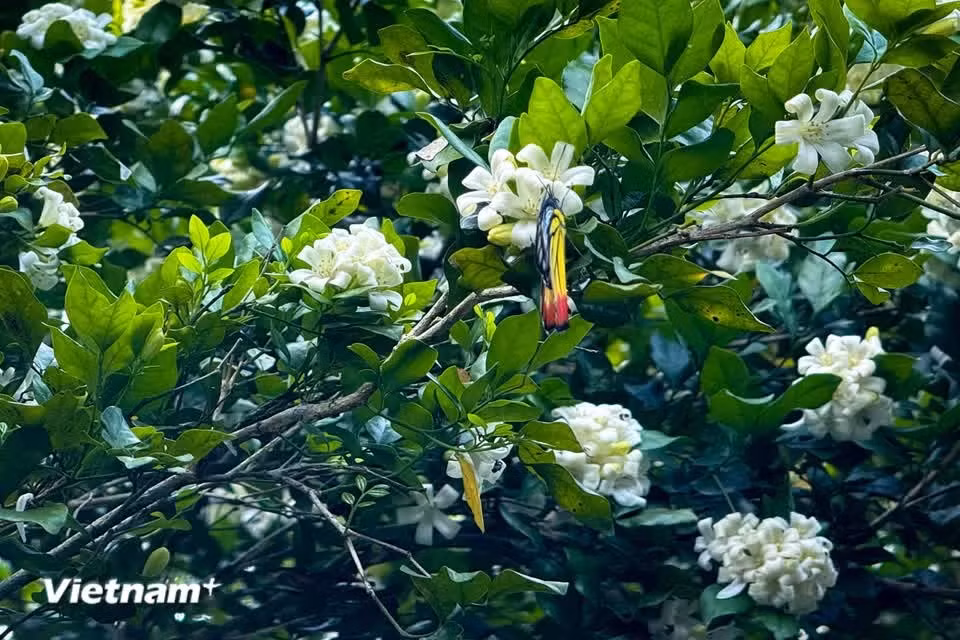 It grows as a small tree or shrub, with a straight, woody trunk covered in pale, smooth bark, and typically reaches 2–6m in height (Photo: VietnamPlus)