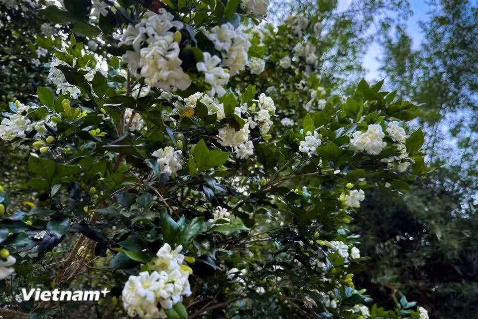 The tree’s most distinctive feature is its clusters of small white flowers, which give off a sweet, intense fragrance, particularly at night and in the early morning (Photo: VietnamPlus)