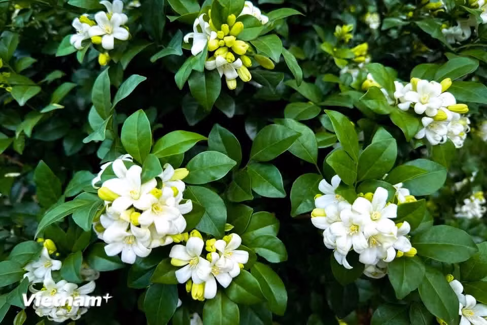 The fresh, delicate fragrance not only creates a sense of relaxation and reduces stress but may also repel certain insects (Photo: VietnamPlus)