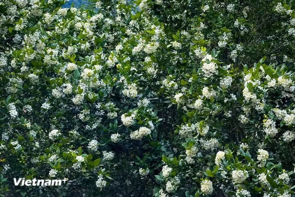 Orange jasmine is also an ideal ornamental plant for gardens (Photo: VietnamPlus)