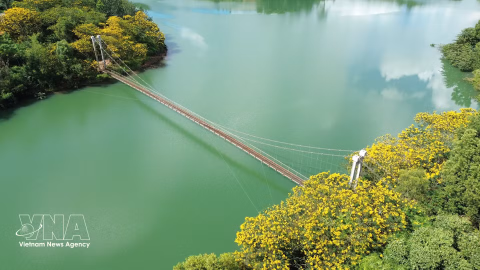 Golden flamboyant trees bloom on both sides of Dak R’Tih suspension bridge in early October. (Photo: VNA)