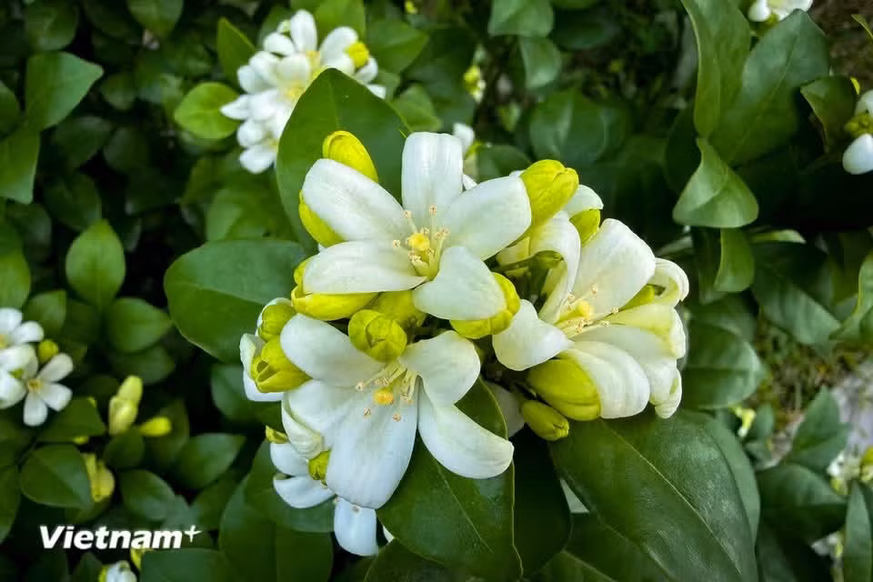 Orange jasmine can bloom year-round, producing a fresh fragrance and adding an elegant touch to its surroundings (Photo: VietnamPlus)
